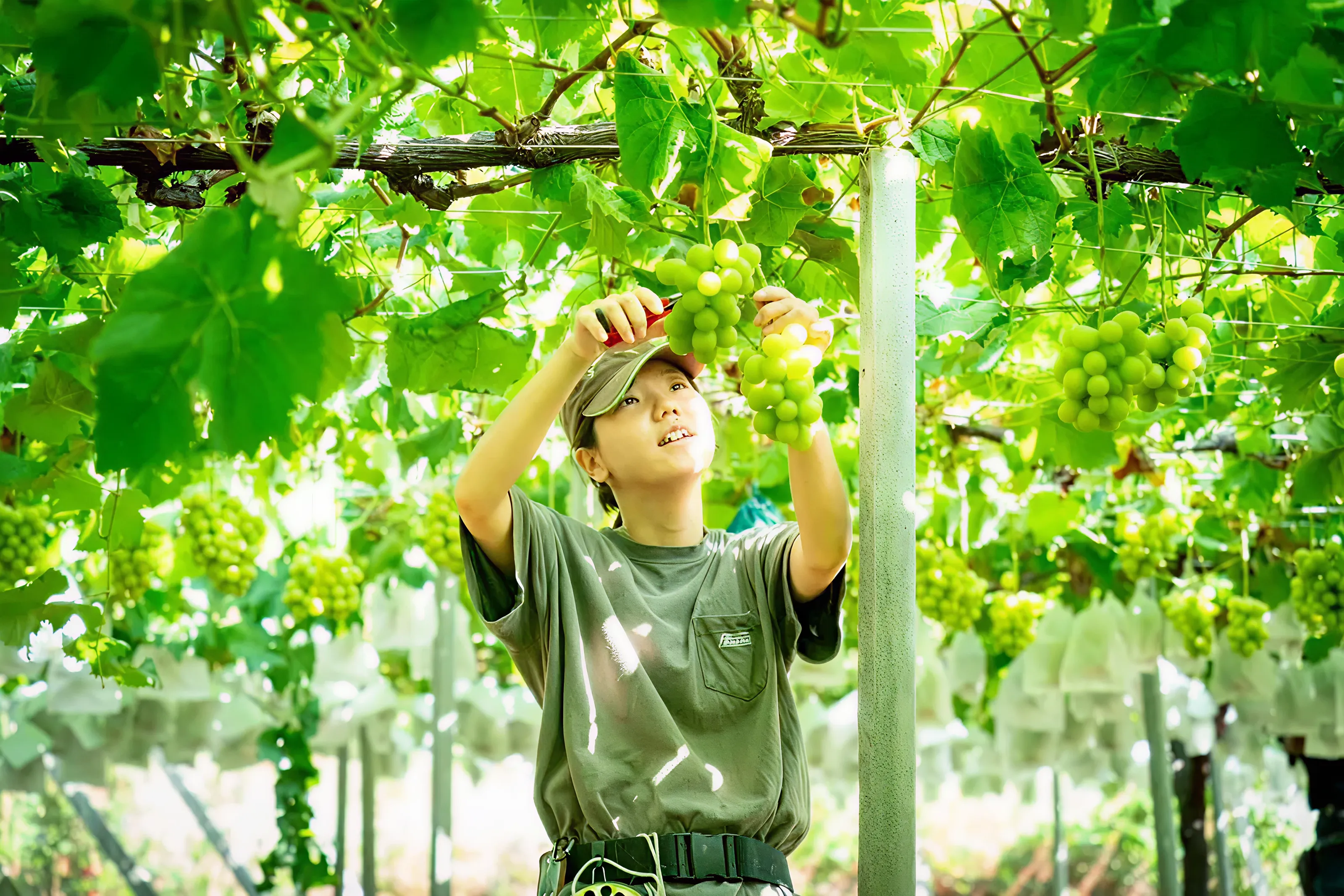山梨地域おこし協力隊ネットワーク
